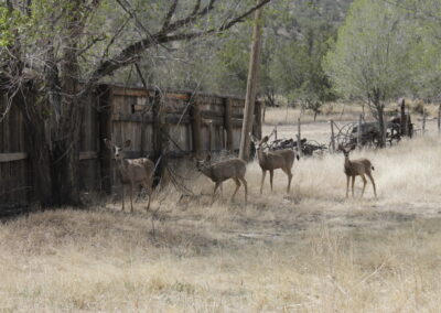 A herd of deer by a wooden fence in a dry, dusty field.