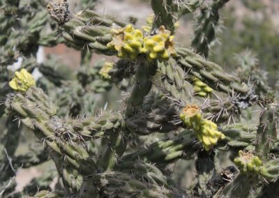 Close-up of a grey-green evergreen shrub with small yellow flowers.