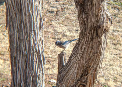 Small bird perched on a metal stake between two tree trunks.
